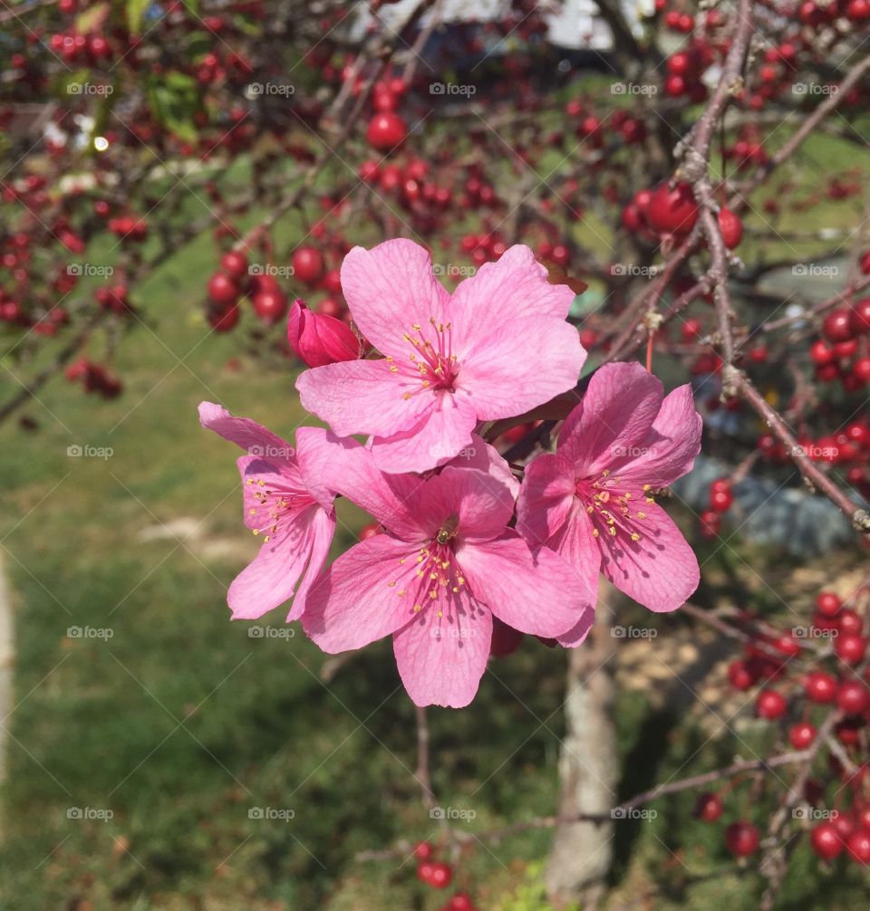 Second time blooming tree with red berries and pink flowers and a bee