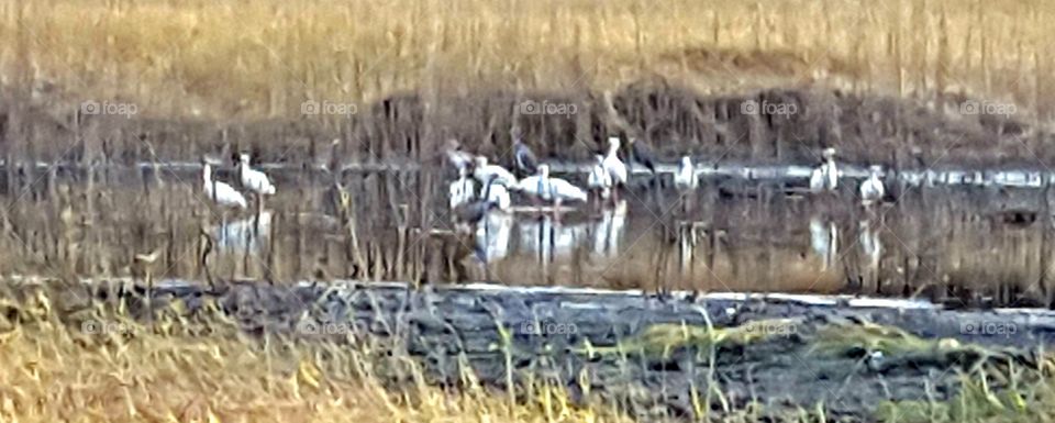 flock of birds at the lake