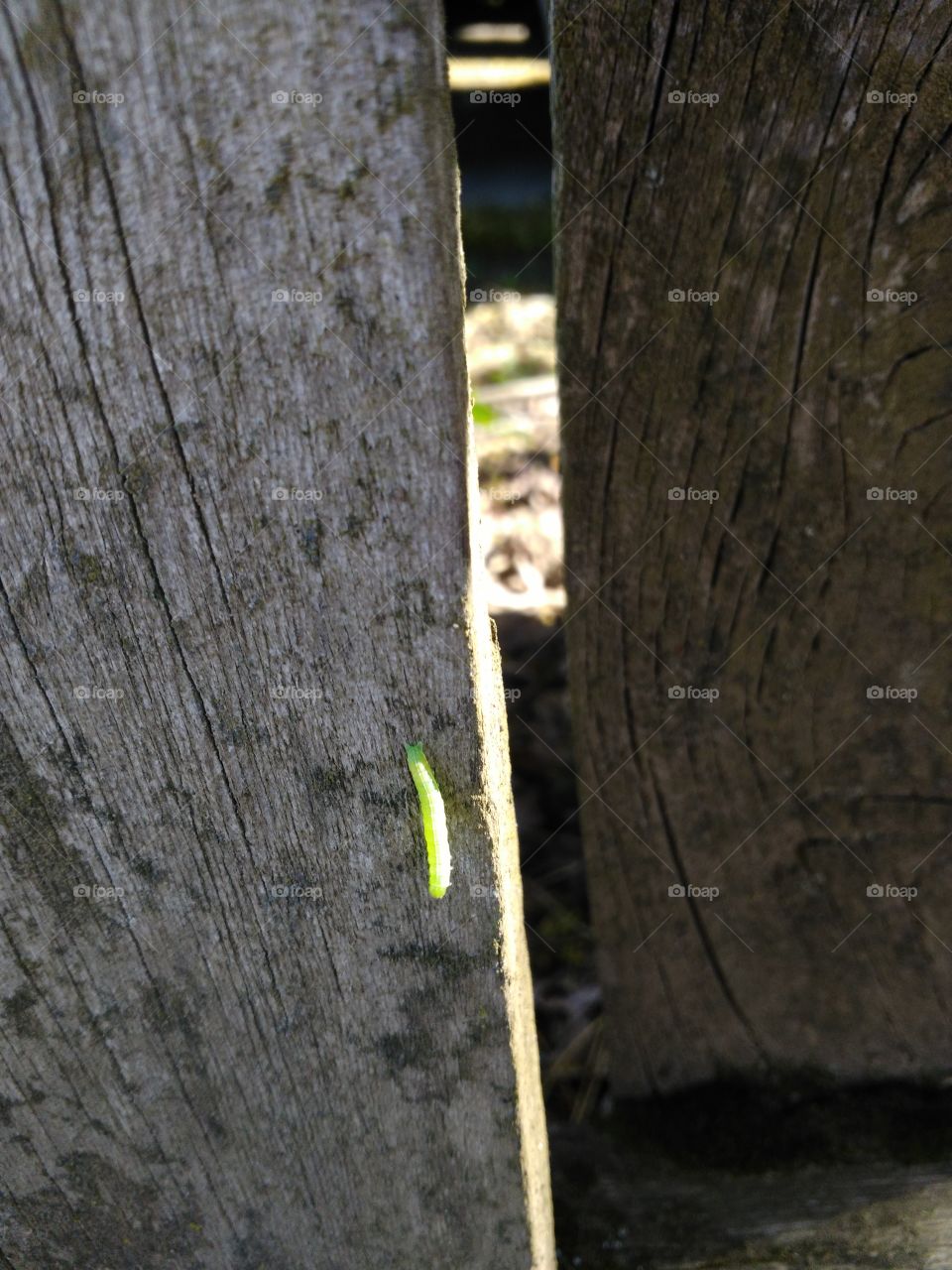 Caterpillar on fence