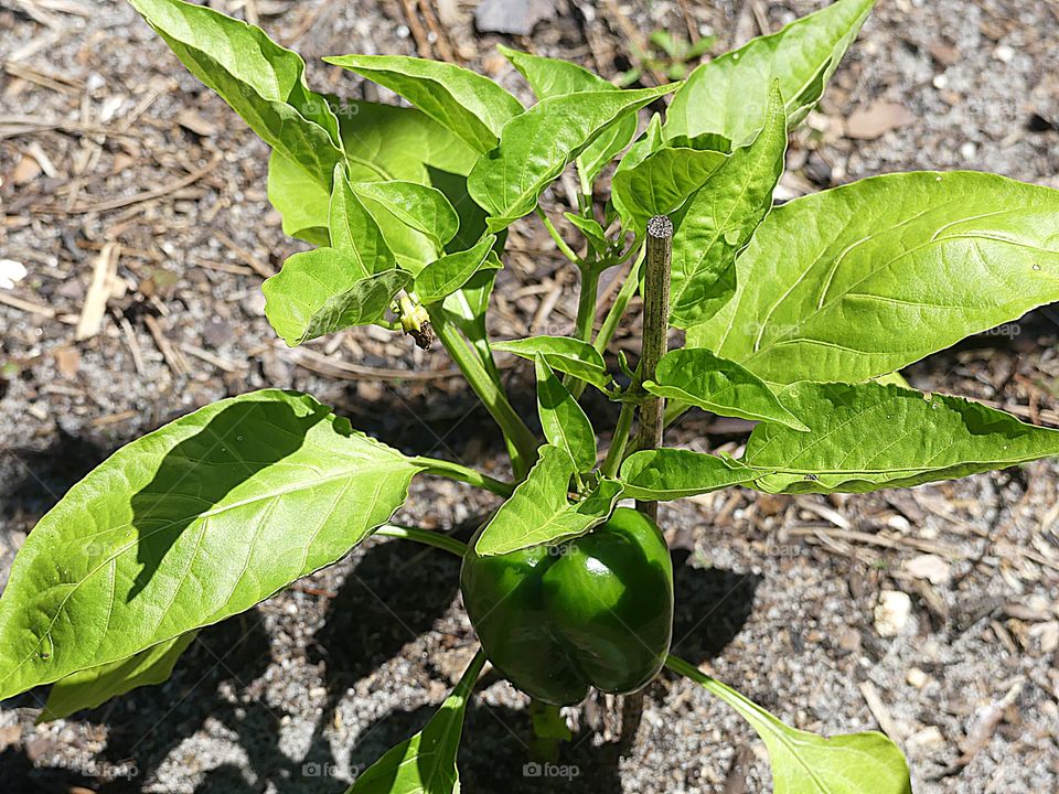 Large pepper on green plant