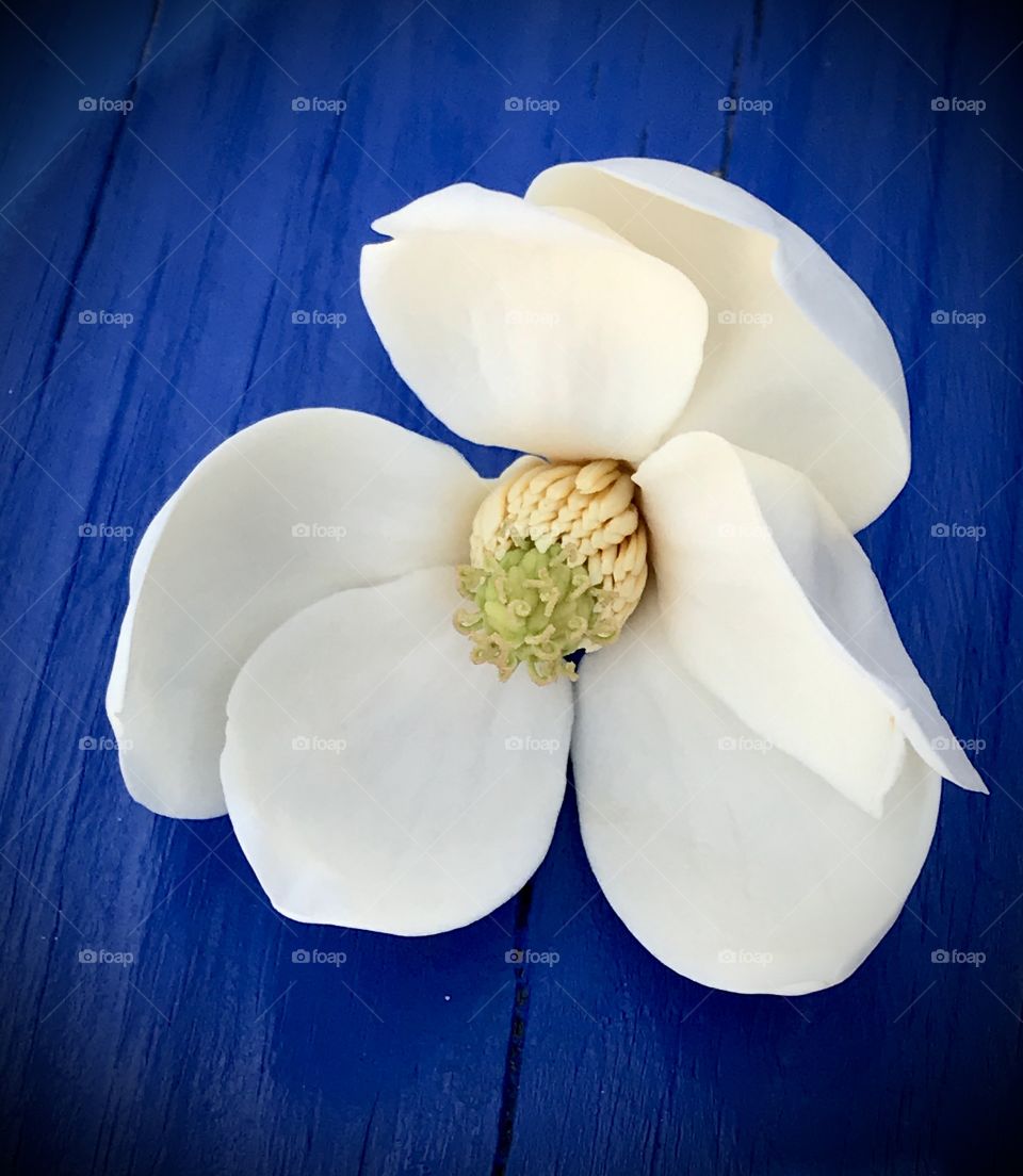 White magnolia resting on a sea of blue color 