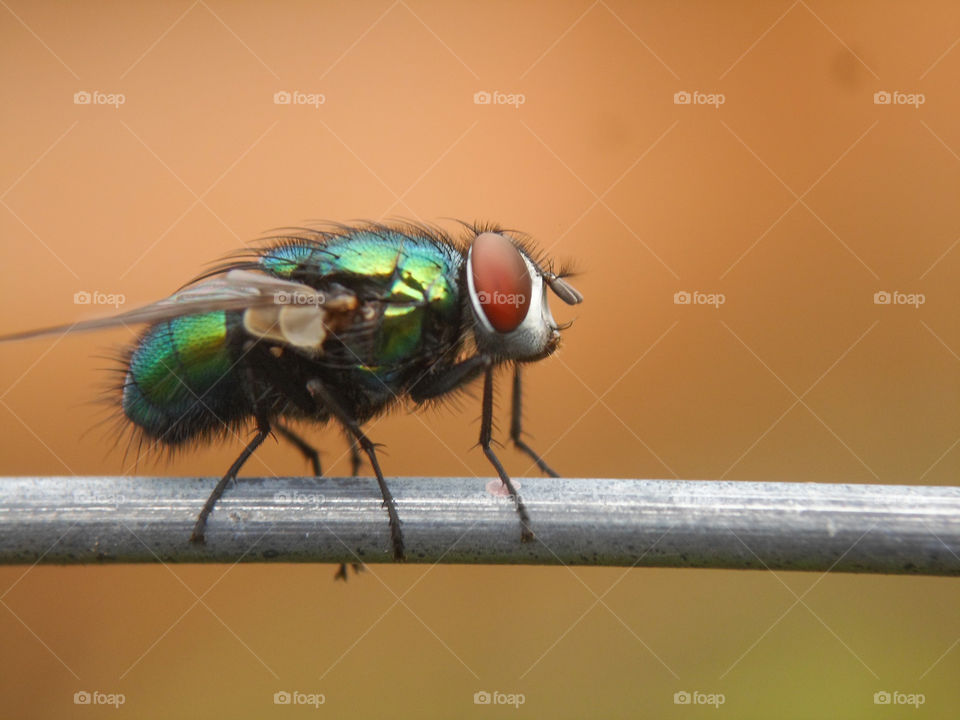 green bottle fly with red eyes