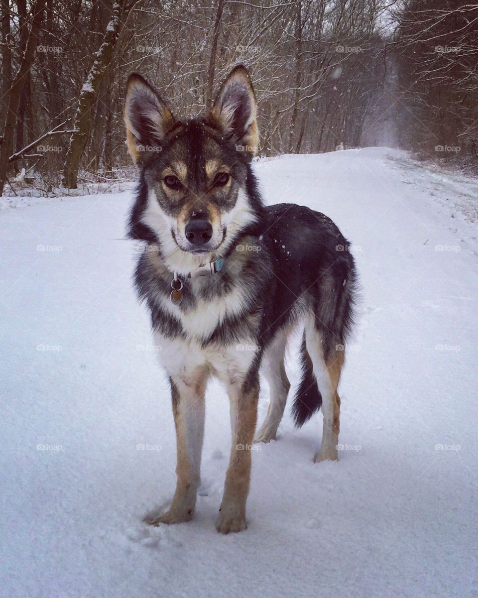 Dog, Canine, Mammal, Snow, Wolf