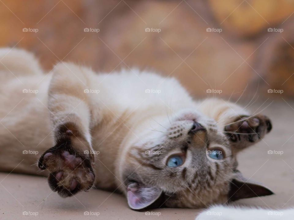 adorably cute blue eyed kitten being playful rolling on her back and tempting another cat to play