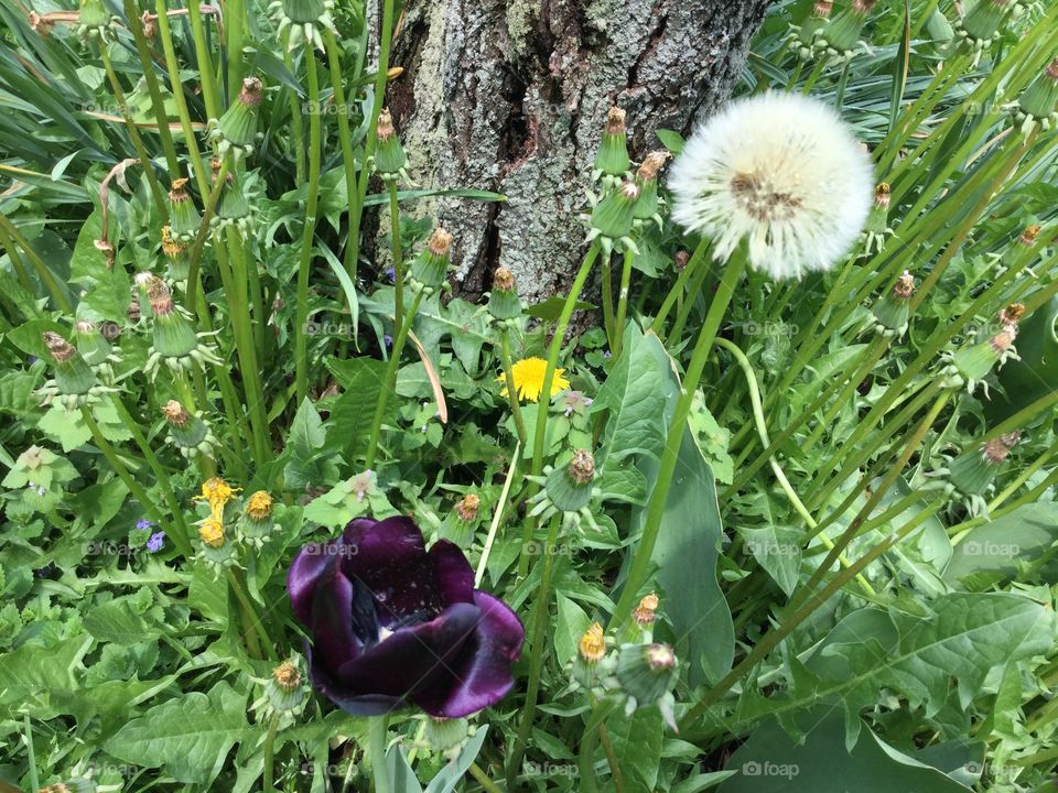 Purple tulip and dandelion 
