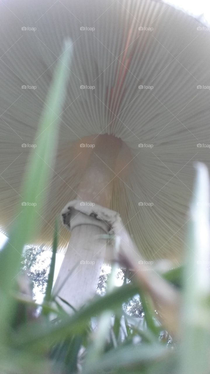 Under the mushroom. I was holding my phone to take a selfie and dropped the phone. It took a picture of a live mushroom from beneath it. I thought it was cool so I submitted it.