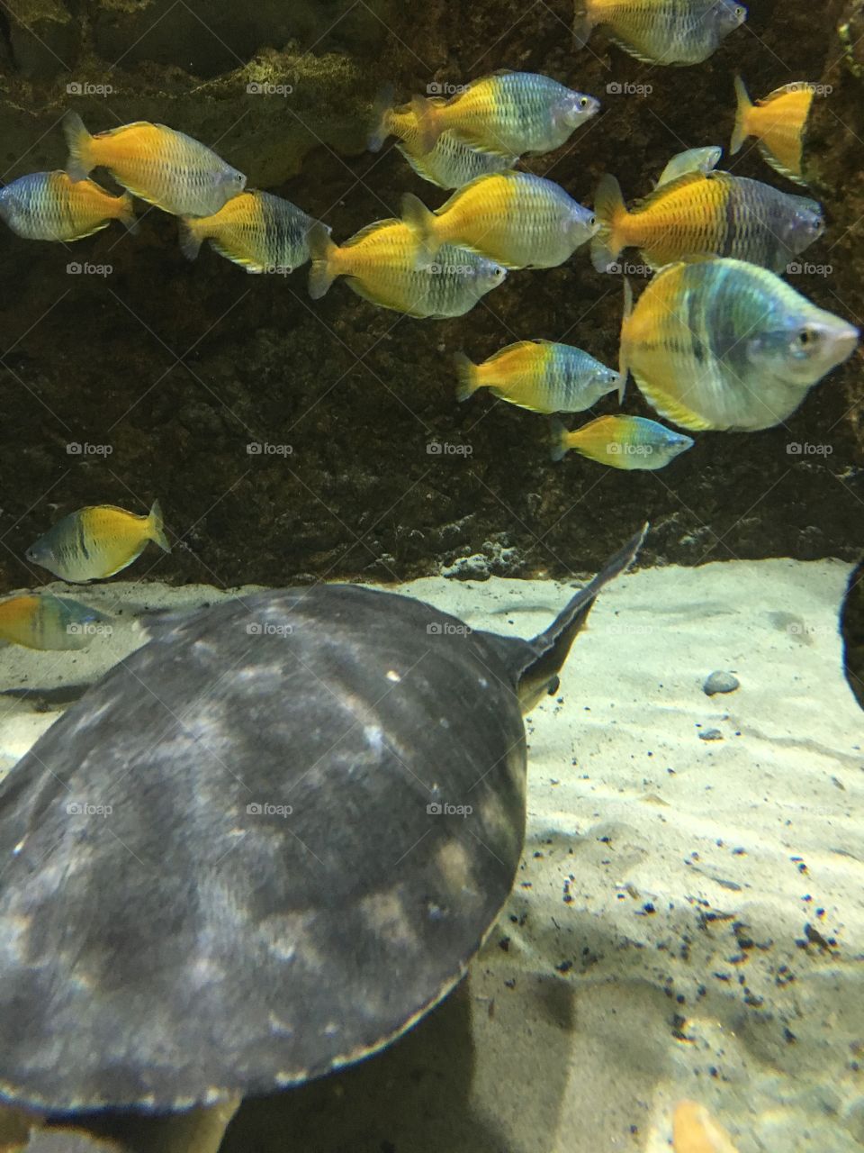 Turtle and fish