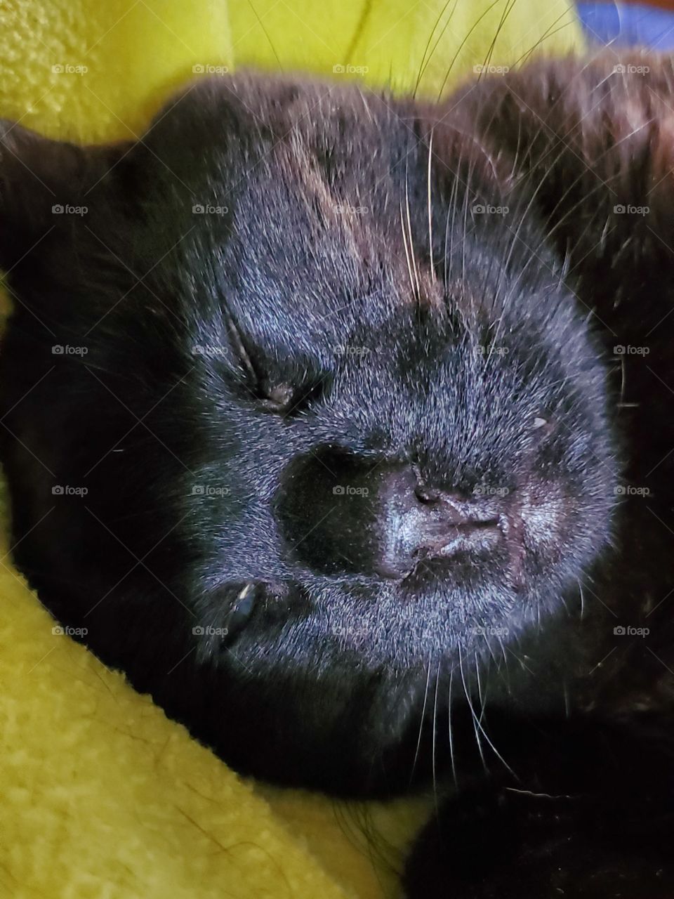 Sleeping cat face, eyes closed, black cat.🐾