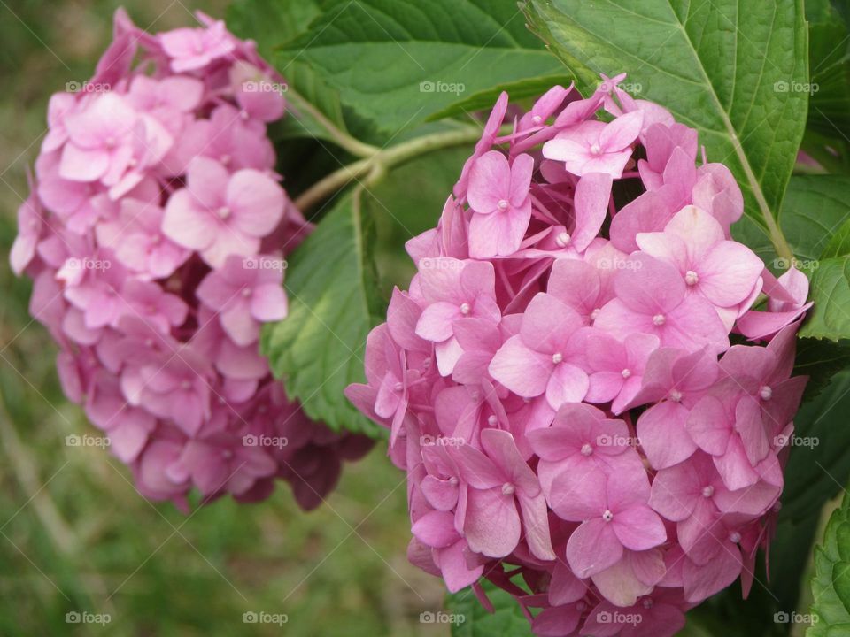 Pink hydrangea