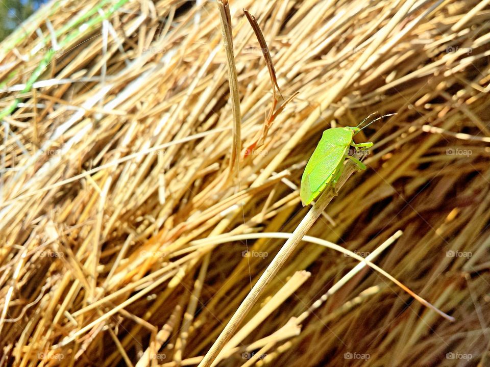 Hay Green Stink Bug
