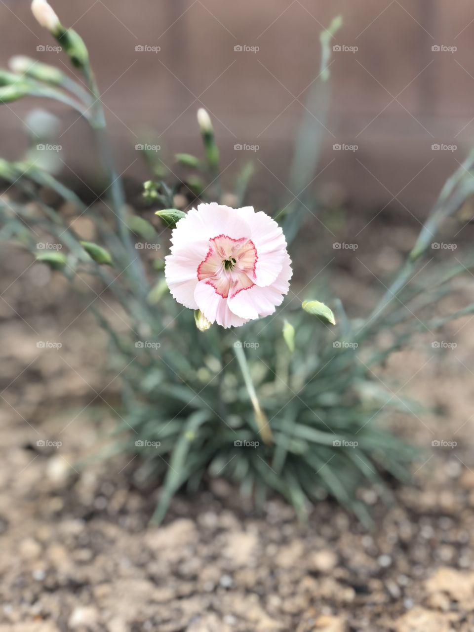 Pink Dianthus flowers