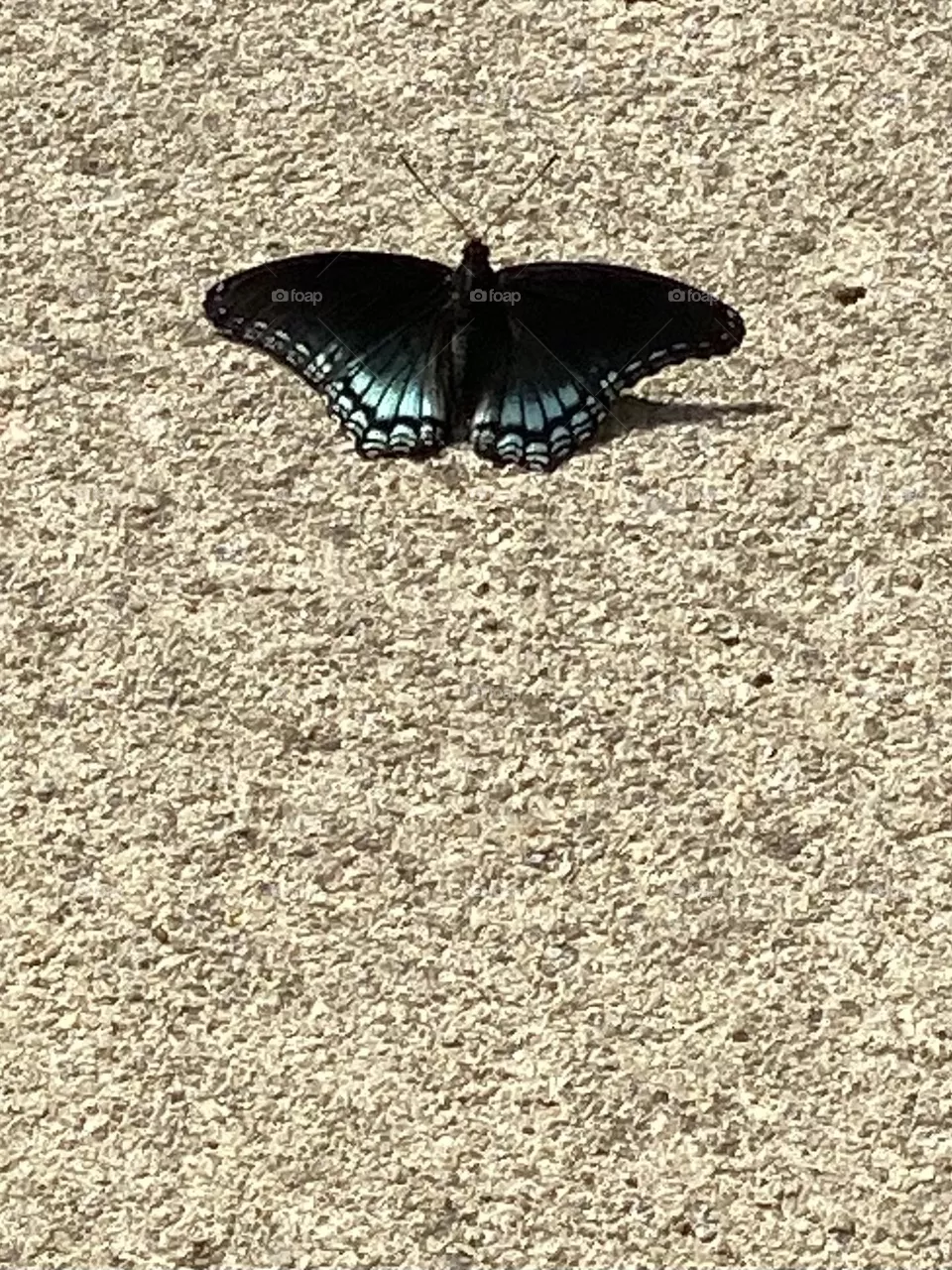 Beautiful butterfly 