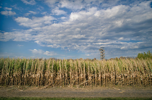 Tower In The Corn