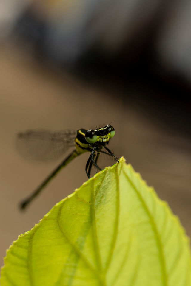 Dragonflies are flying insects of the order Odonata. There are about 5,300 species of dragonfly. The adults eat other flying insects. They are predators which eat mosquitoes and other small insects such as flies, bees, ants and butterflies.