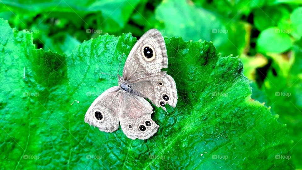 Beautiful butterfly sitting on a pumpkin leaf. wildlife.