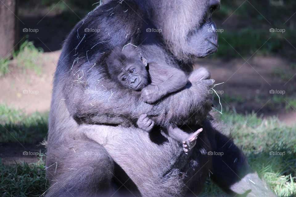 Baby gorilla in mother's arms