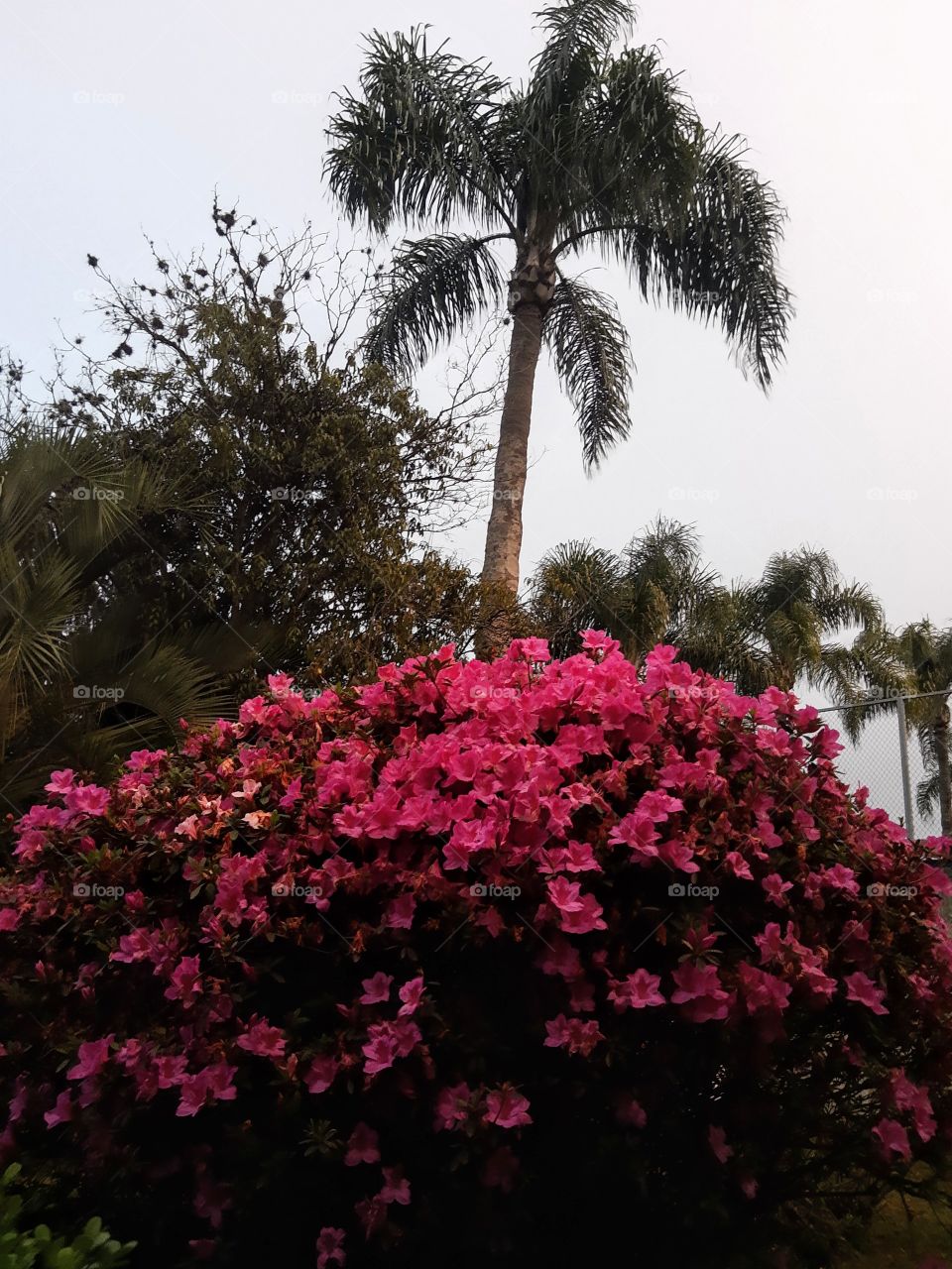 azalea flowers on the garden