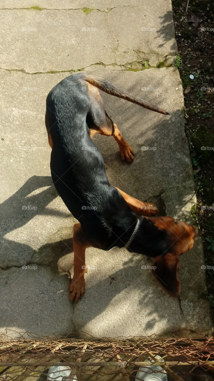 CÃO CACHORRO
