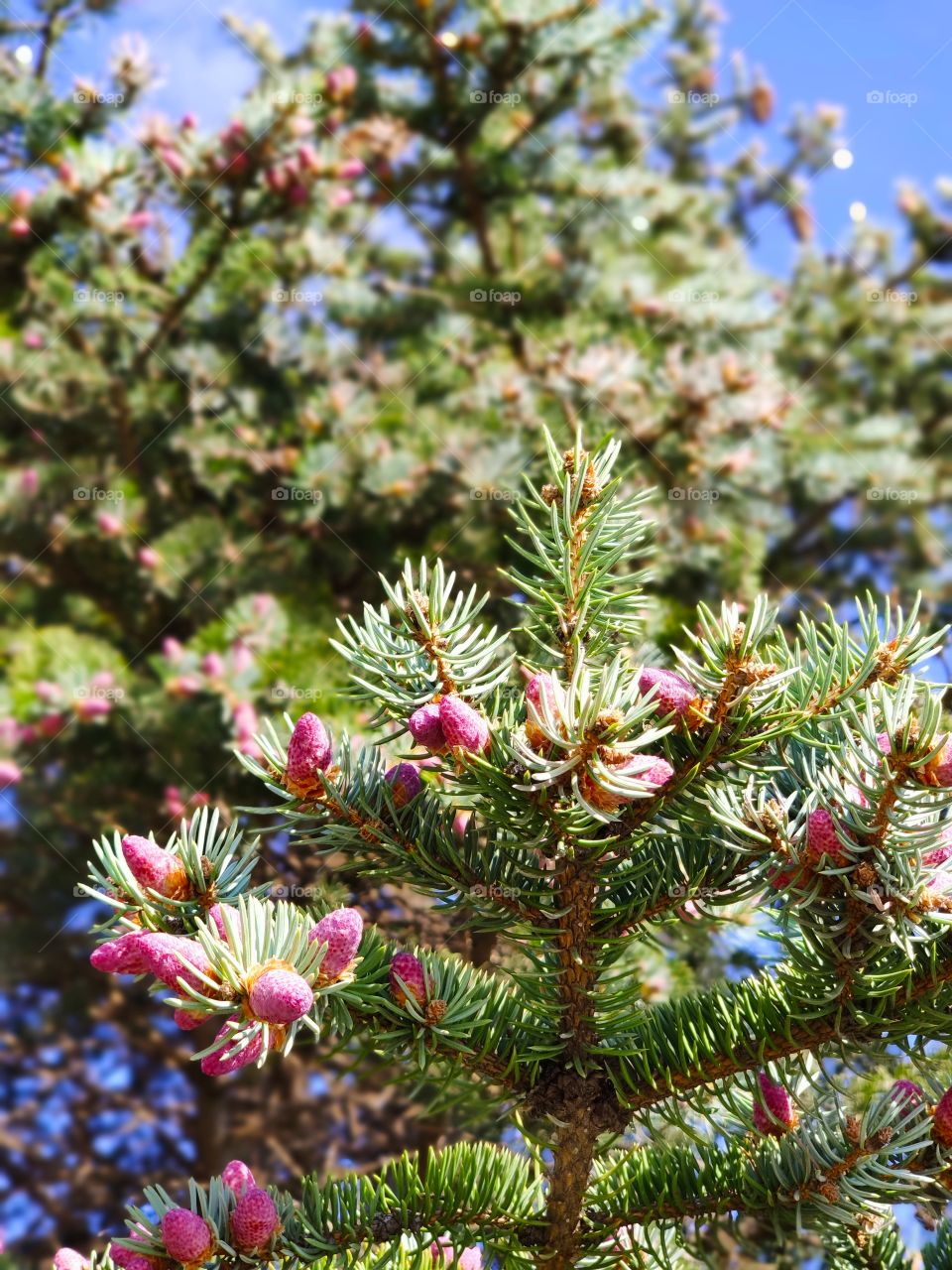 Pink spruce buds