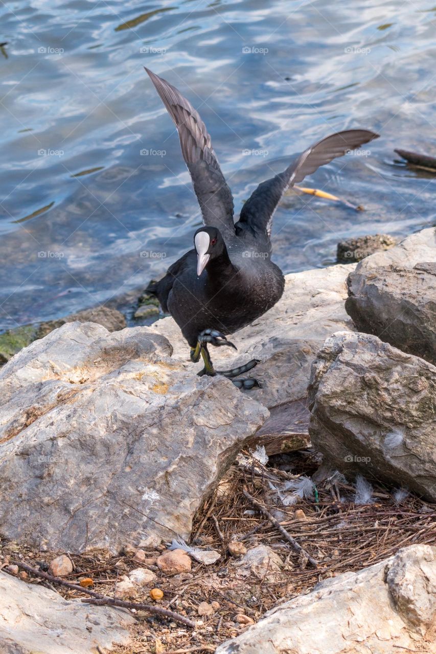 Coot (Fulica atra) standing beside a watercourse, flapping wings.