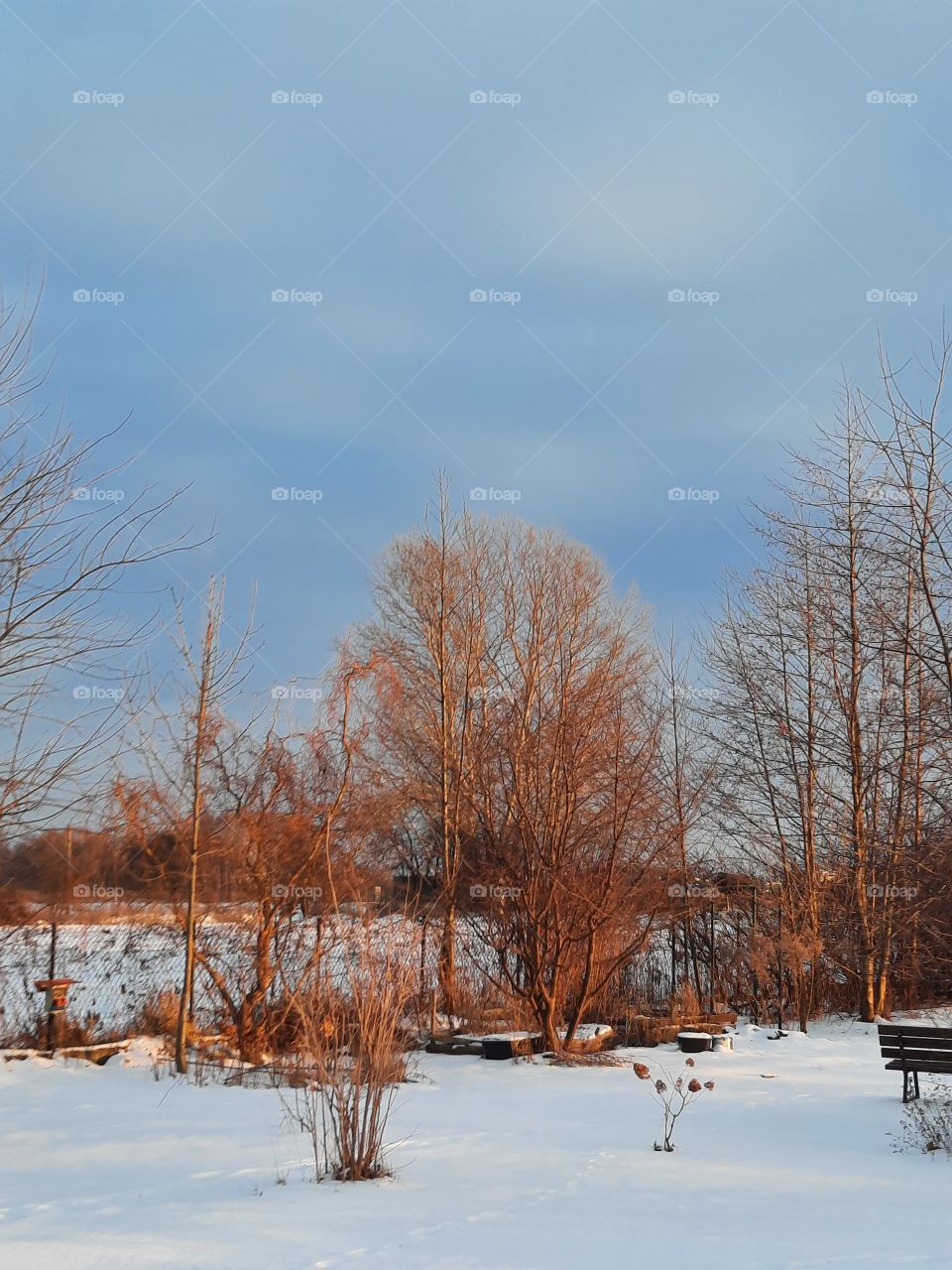 golden hour in winter garden  wih snow red trees and blue sky