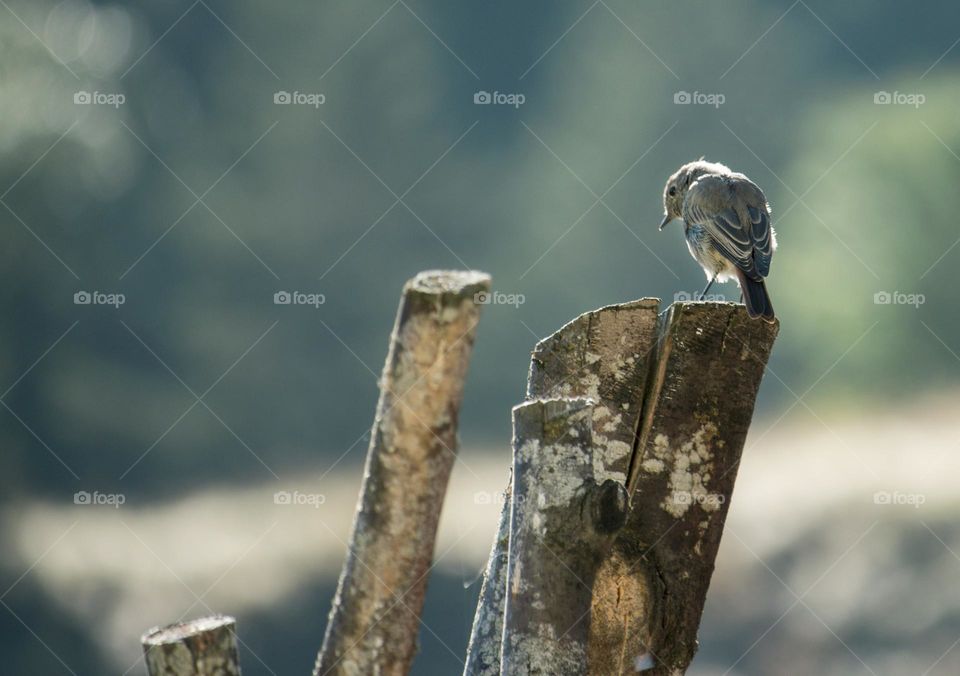 A bird on wood