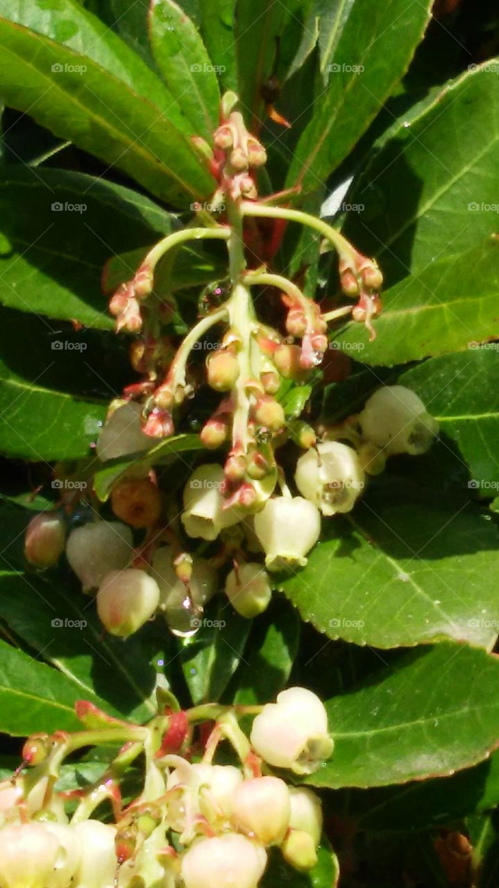 Fruit, Nature, Leaf, Food, Tree