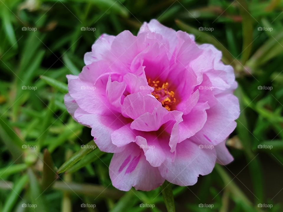 the Portulaca Grandiflora