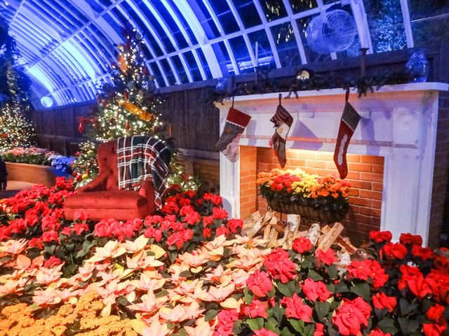 Poinsettias at Fireplace