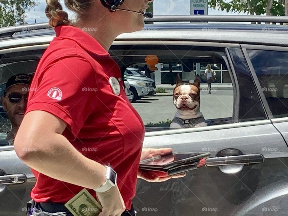 Dog ordering out of the window at chick fil a 