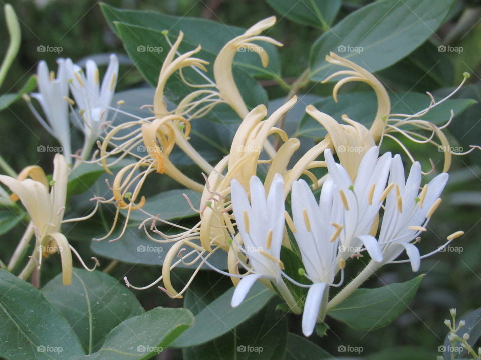 wild honeysuckle growing on vine