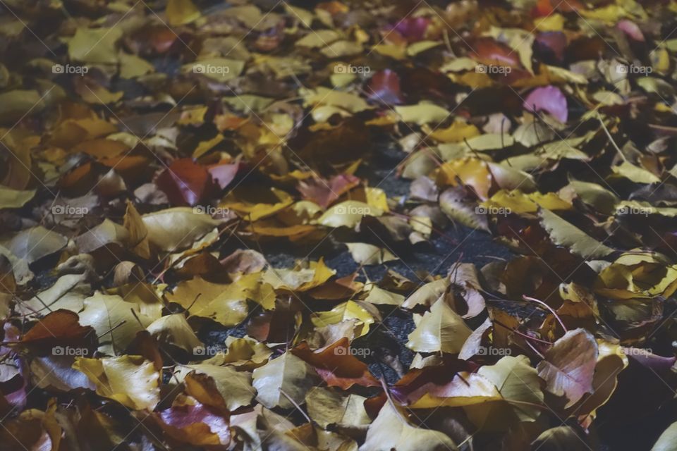Fallen leaves after the time of dusk.
