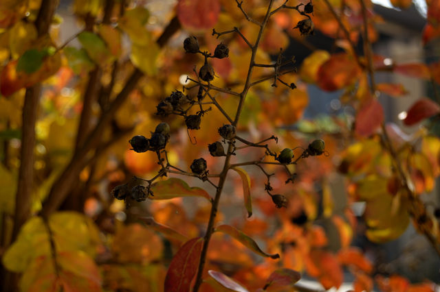 autumn