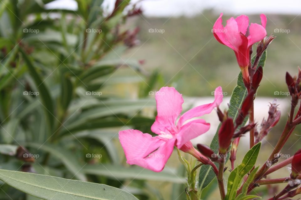 Pink Flower