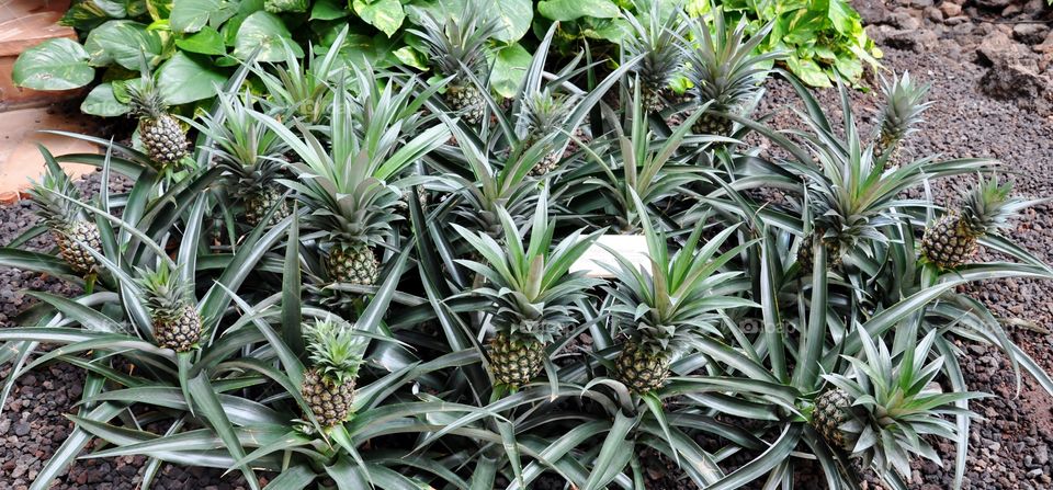 Pineapples growing in bushes in Hawaii 