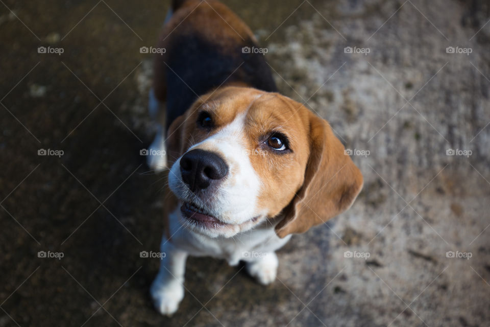 Cute beagle dog looking for something above 