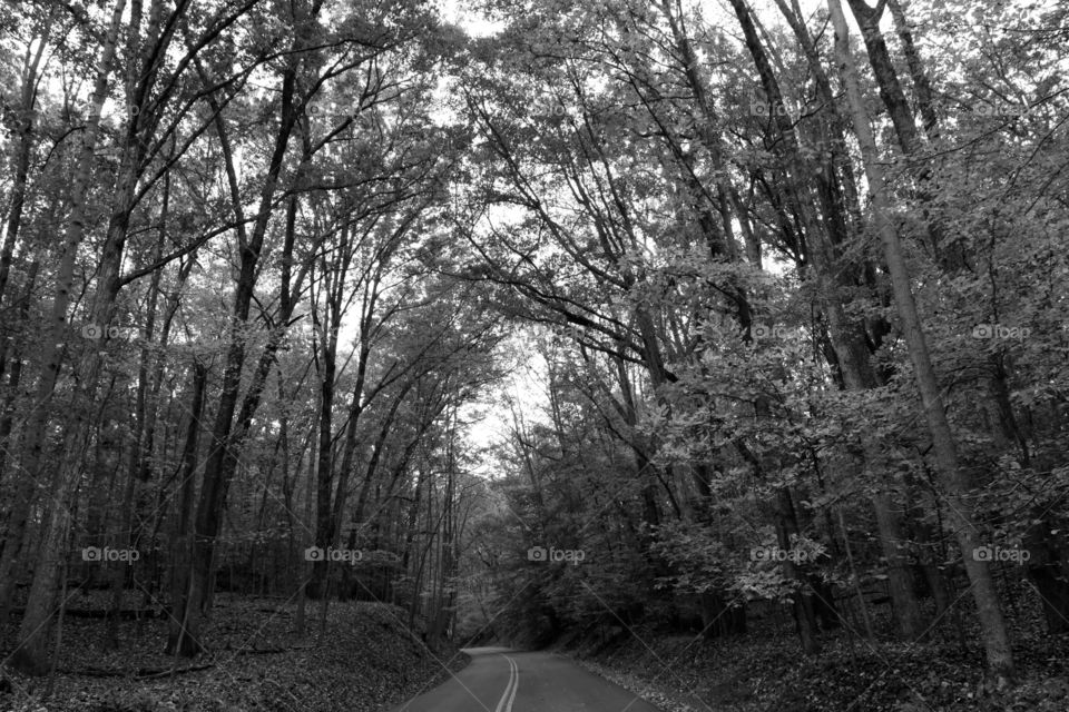 Tunnel of Trees