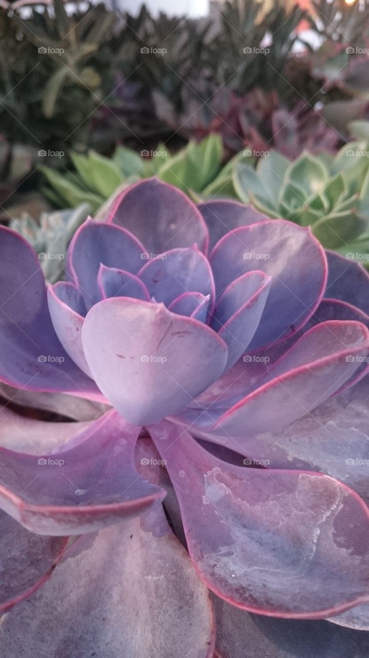 Purple cactus