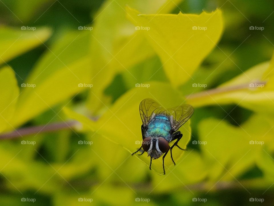 Green fly