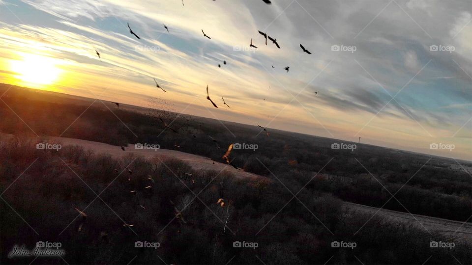 Migrating red-winged blackbirds in flight heading into the sunset at dusk. Birds flying over harvested fields. Cinematic nature. 