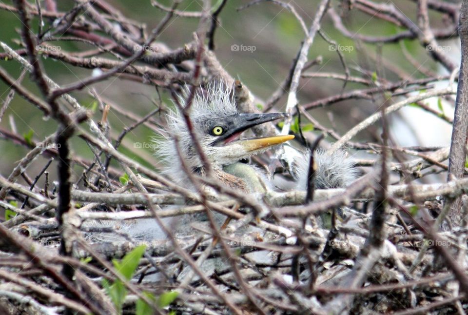 Blue Heron Chick