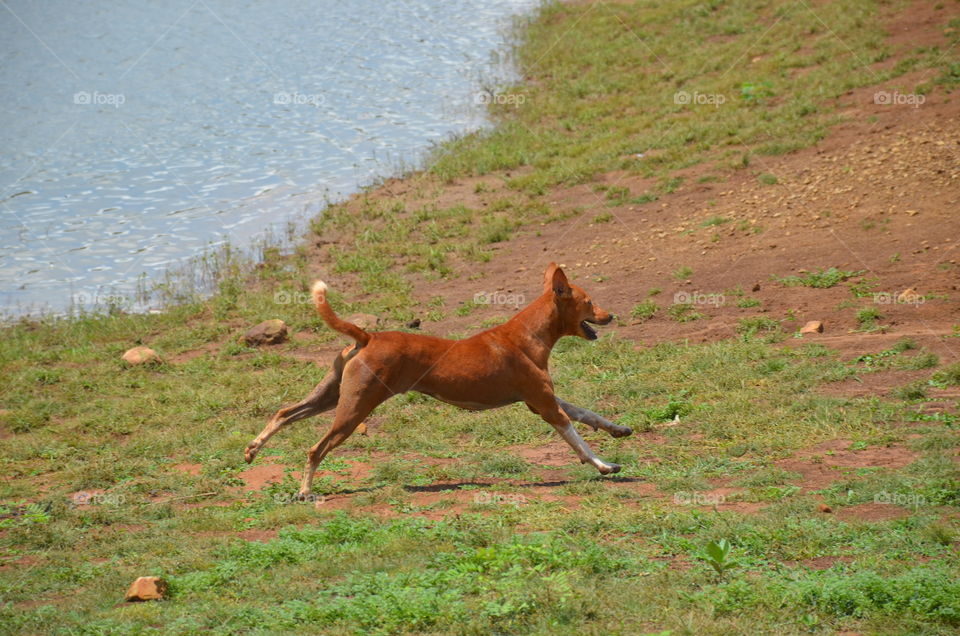 dog running