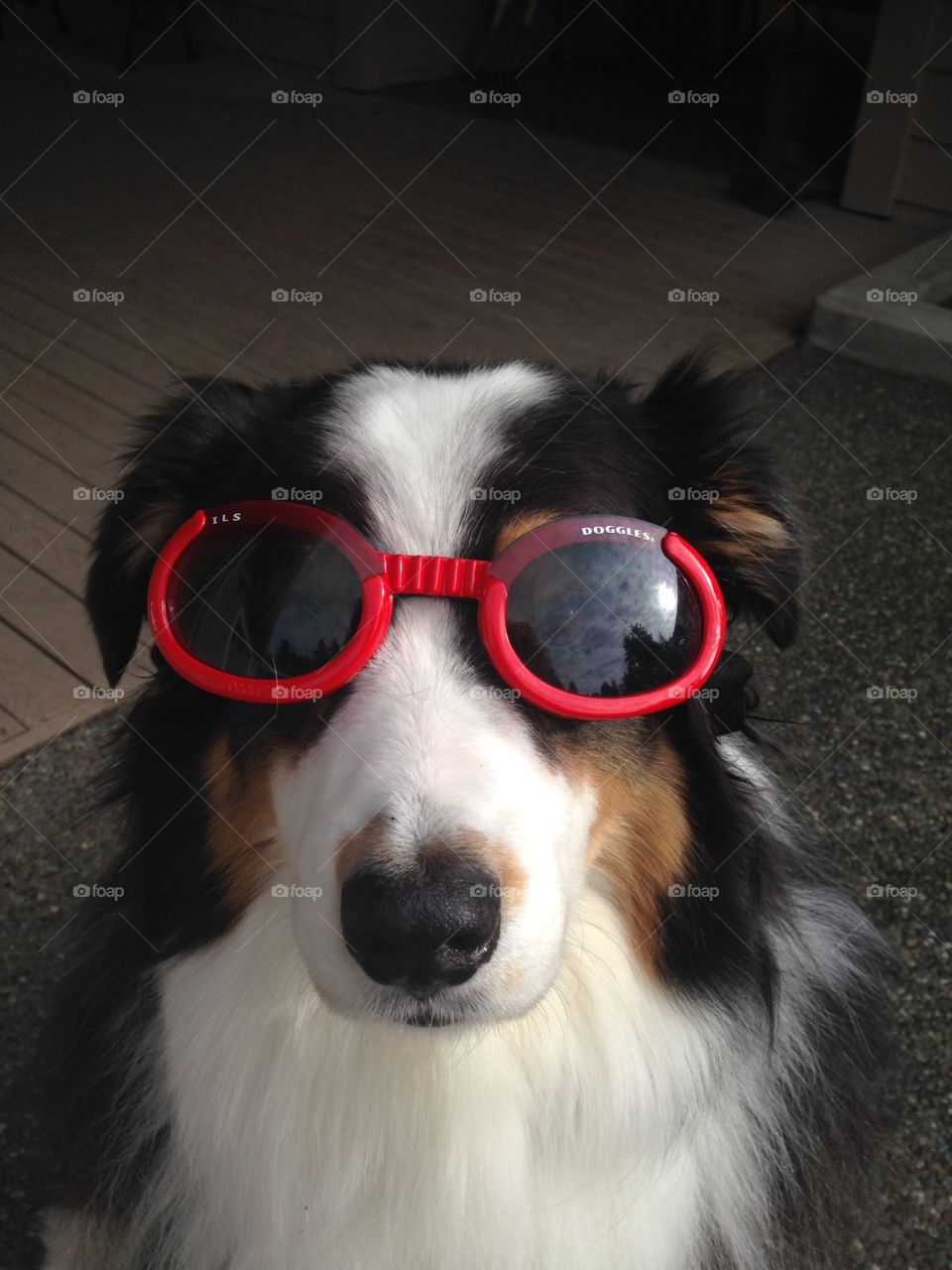 Doggles. Dog wearing Goggles