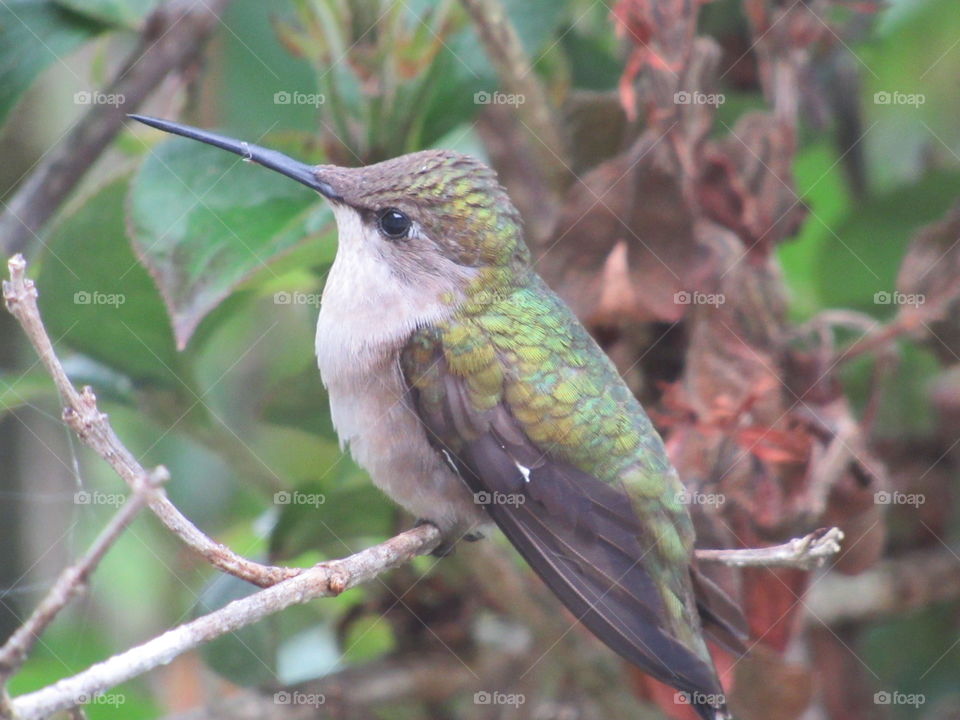 Female Ruby-Throated Hummingbird