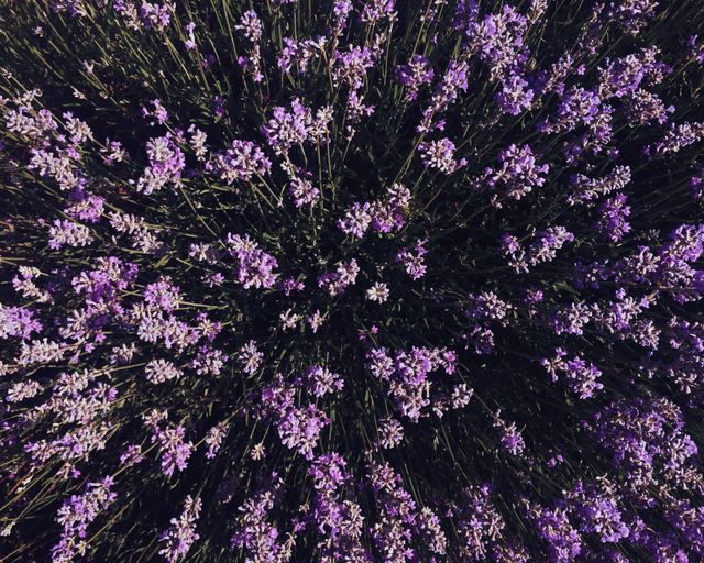 High angle view of lavender field