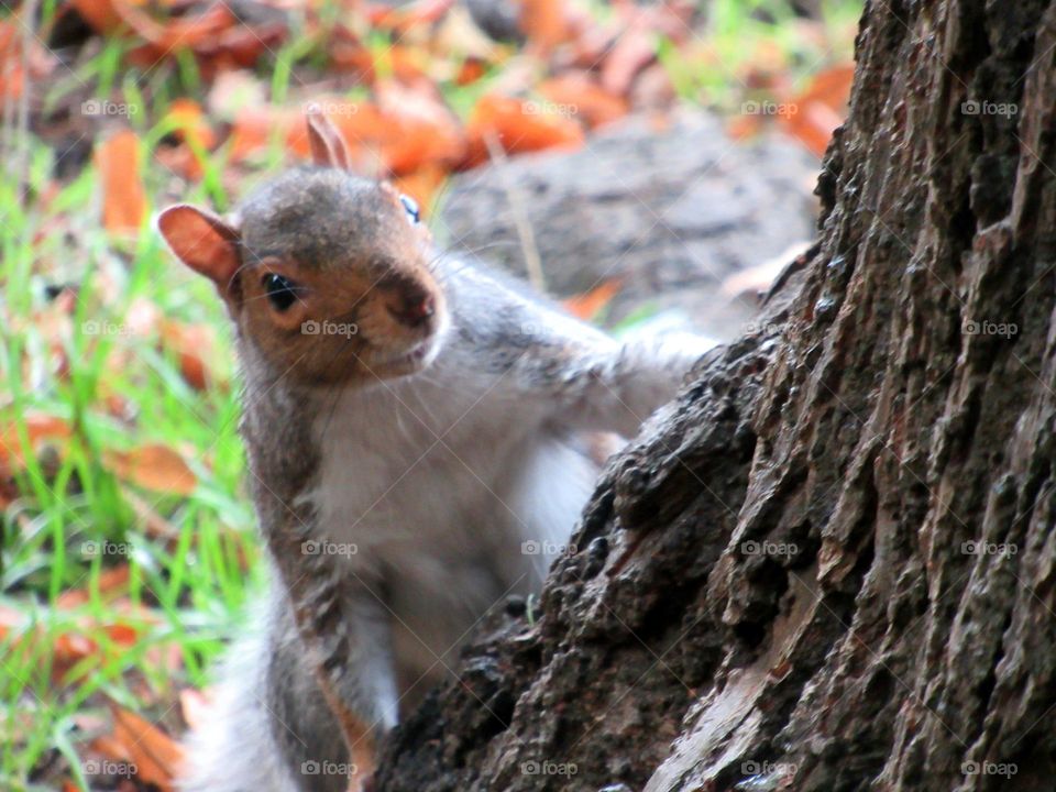 squirrel posing for the camera and just about to climb the tree