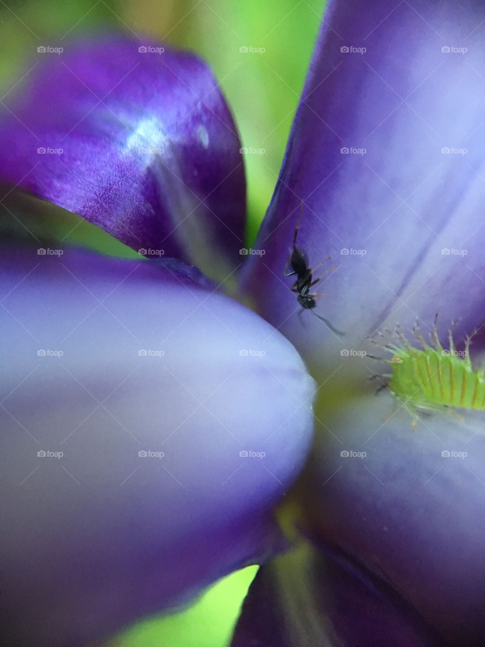Ant inside iris