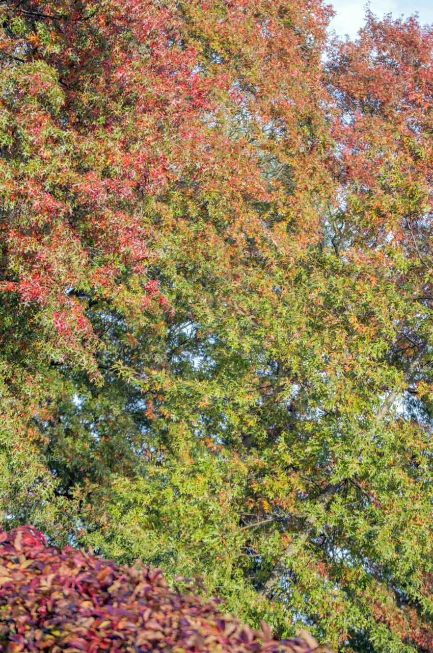 Close up Of Autumn Leaves