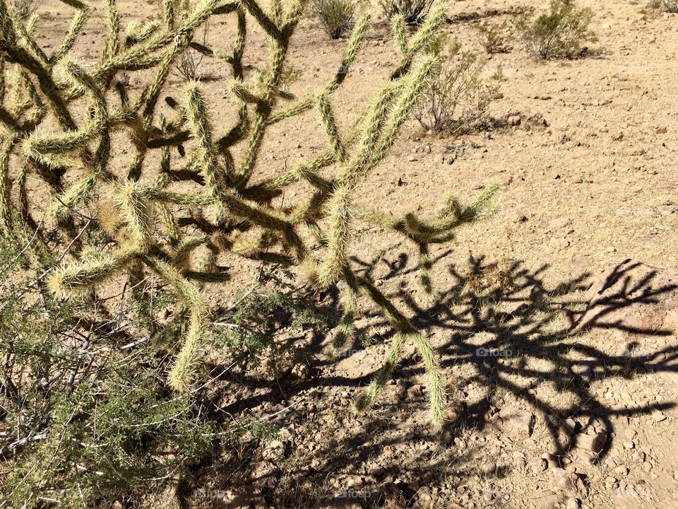 Cactus and it’s shadow at desert 