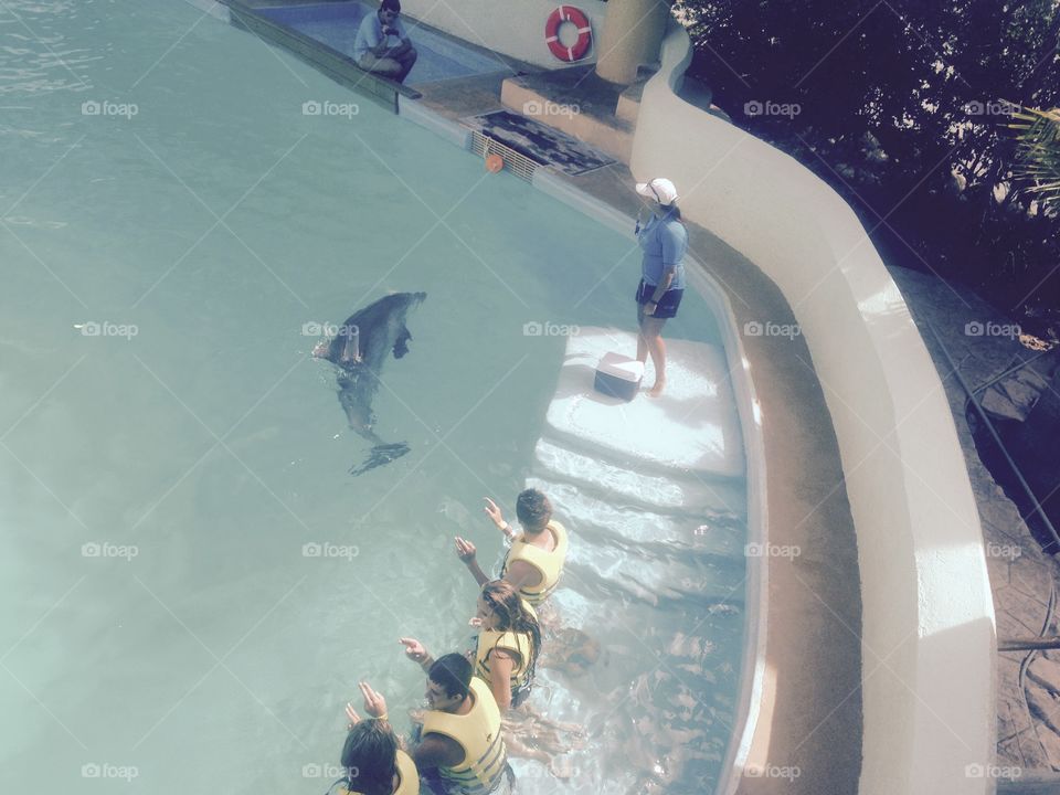 Swimming with dolphins 